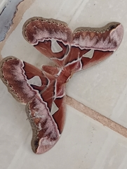 Rothschildia speculifer