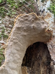 Fomitiporia punctata