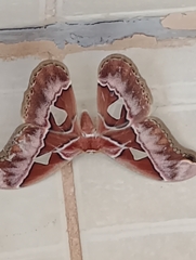 Rothschildia speculifer