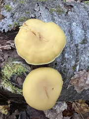 Tricholomopsis decora