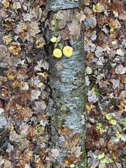 Tricholomopsis decora