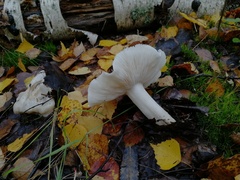 Tricholoma album