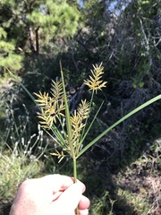 Cyperus esculentus