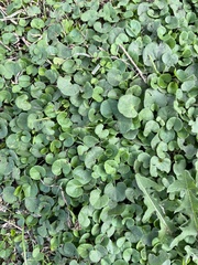 Centella asiatica