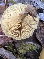 Tricholomopsis decora