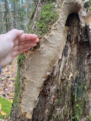 Fomitiporia punctata