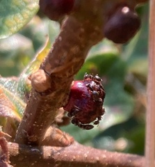 Disholcaspis eldoradensis