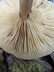 Tricholomopsis decora