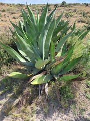 Agave salmiana