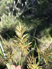 Cyperus esculentus