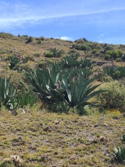 Agave salmiana