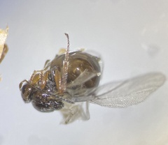 Disholcaspis eldoradensis