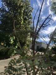 Peucetia viridans