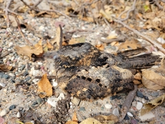Antrostomus vociferus