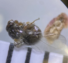 Disholcaspis eldoradensis