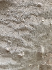 Fomitiporia punctata