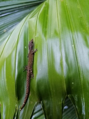 Sphaerodactylus graptolaemus