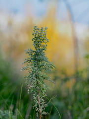 Artemisia pontica