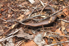 Chalcides coeruleopunctatus