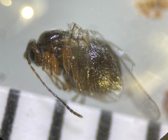 Disholcaspis eldoradensis