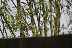 Phylloscopus collybita