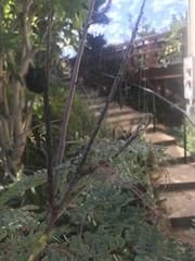 Peucetia viridans