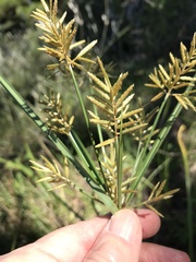 Cyperus esculentus
