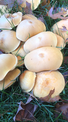 Agrocybe praecox