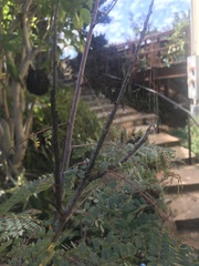 Peucetia viridans
