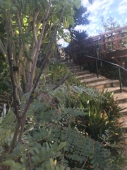 Peucetia viridans