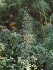 Artemisia pontica