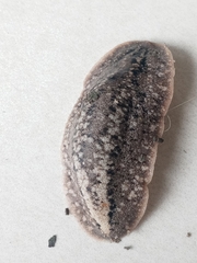 Phyllocaulis