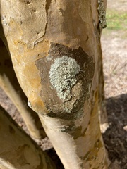 Physcia americana