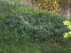 Artemisia pontica