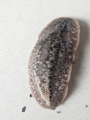 Phyllocaulis