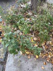 Solanum nigrum