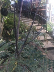 Peucetia viridans