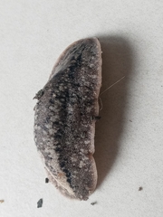 Phyllocaulis