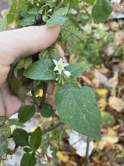 Solanum nigrum