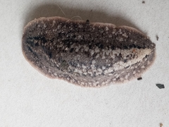 Phyllocaulis