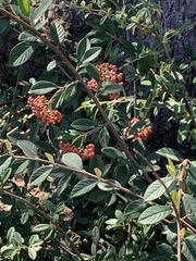 Cotoneaster coriaceus