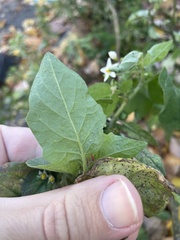 Solanum nigrum