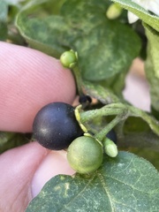 Solanum nigrum