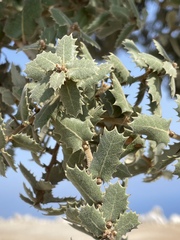Quercus aucheri
