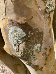 Physcia americana