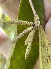 Alnus serrulata