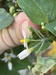 Solanum nigrum
