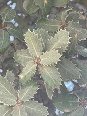 Quercus aucheri