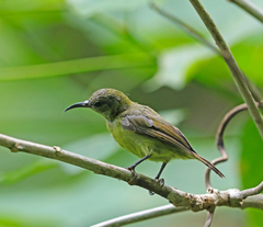 Leptocoma calcostetha