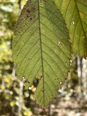 Alnus serrulata